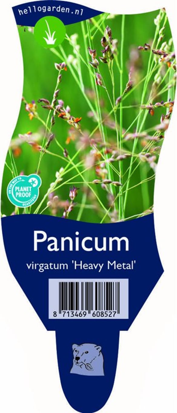 Panicum virgatum 'Heavy Metal' - P11